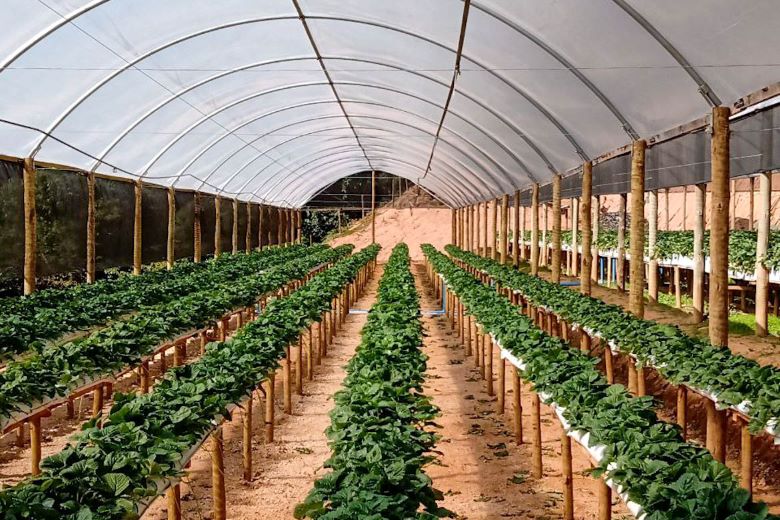 Plantação de morangos