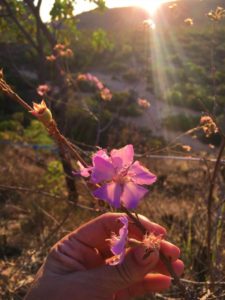 Flor na trilha para o mirante do Portal da Chapada das Mesas
