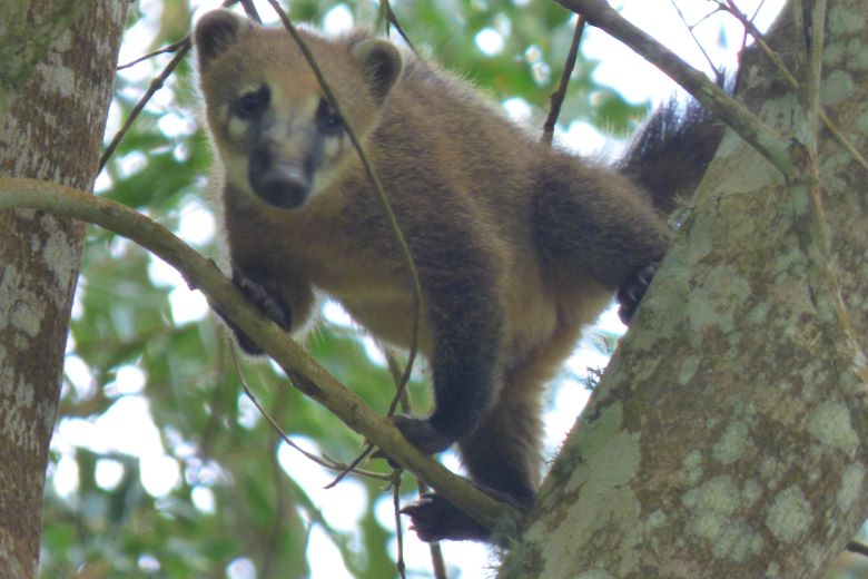Quati no parque da Pedra Azul